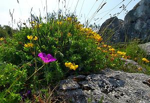 The flowers of the Burren